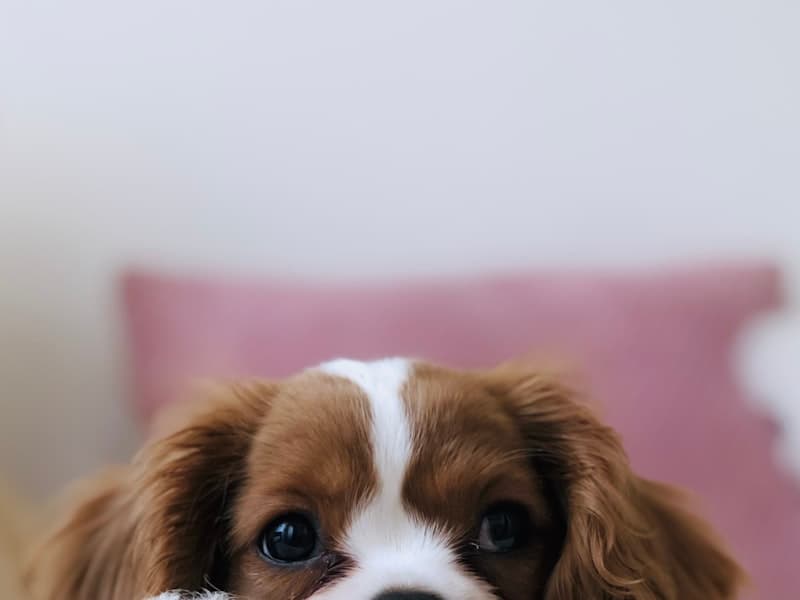 宠花舒除菌湿巾